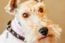 cane Fox terrier a pelo ruvido