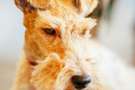 serioso Fox terrier a pelo ruvido