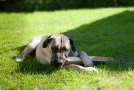 boerboel cane sdraiato sul prato a masticare un bastone