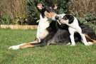 Mamma di Collie Smooth con i suoi cuccioli sdraiato nel bel giardino