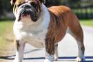 Bulldog inglese - Espressione imponente