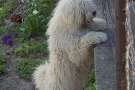 Cane pastore ungherese puli