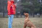 Comando seduto, eseguito da un Rhodesian ridgeback