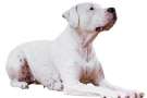 Dogo argentino sdraiato