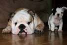 Mamma Bulldog con Figlioletto