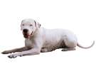 cane razza dogo argentino