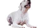 Razza dogo argentino che abbaia