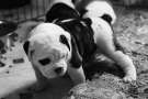 Cucciolo di Bulldog - Bianco e nero