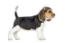 Cucciolo Beagle