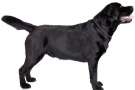 Labrador nero