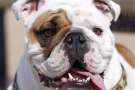 Splendido esemplare di Bulldog inglese