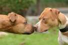 due Pit Bull Terrier