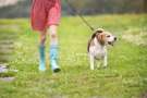 Passeggiata con beagle