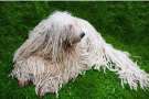 Cane Komondor sul un bellissimo prato verde