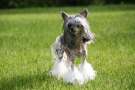 Cane Chinese Crested su erba