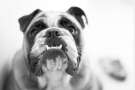 Detartrasi Bulldog inglese