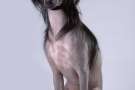 Chinese Crested dog