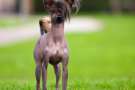 Chinese Crested in ottima salute