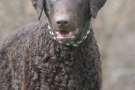 Curly Coated Retriever Nero