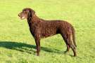 Curly Coated Retriever Marrone