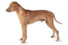 Rhodesian ridgeback