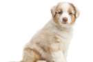 Cucciolo di Australian shepherd seduto