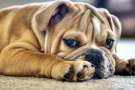 Piccolo cane bulldog depresso sul pavimento