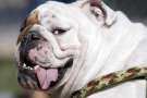 Splendido esemplare di Bulldog inglese con il viso girato