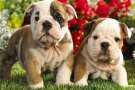 Due simpatici cuccioli di bulldog inglese