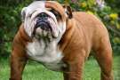 Bulldog inglese Adulto