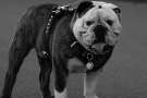 Fotografia in bianco e nero di un bulldog