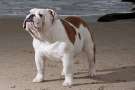 Al mare insieme al mio bulldog