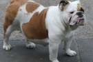 Bulldog in gravidanza