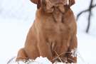 Cucciolo di Bracco ungherese a pelo corto seduto sulla neve