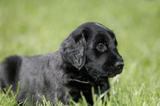 Flat Coated Retriever