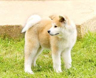 Akita