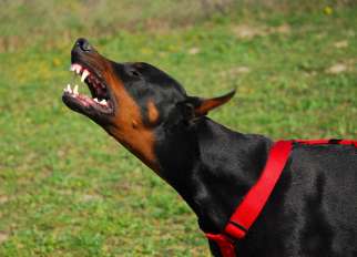 dobermann