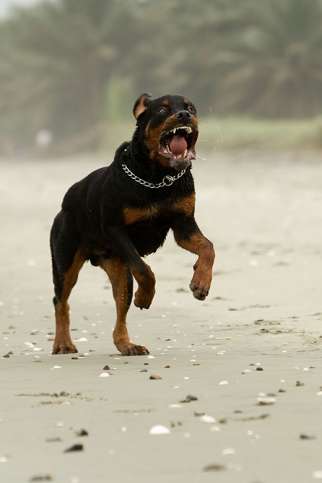 Rottweiler