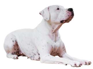 Dogo Argentino