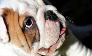 Bulldog Inglese