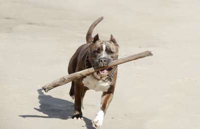 Bull Terrier