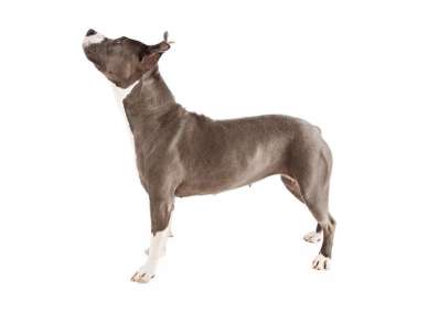 Pit Bull Terrier 