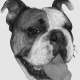 Mondo Bulldog