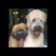 Blonda Formeint Pomona-Brigid Rowan-Sibeal