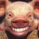Porkys De Porchi