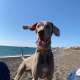 Chiari Weim 