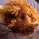 Cody Poodle & Nuvola