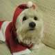 Vincenzo Santapaola