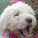 IL GUARDIANO  KOMONDOR