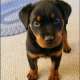 My Rottweiler